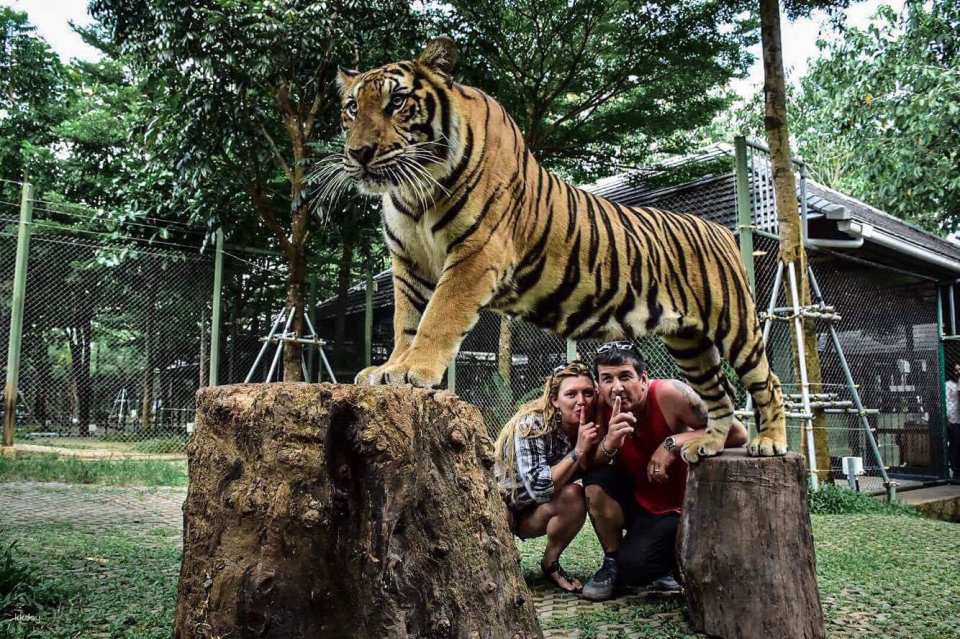 Tiger Kingdom Phuket Animal Encounter with Transfer Service | Thailand