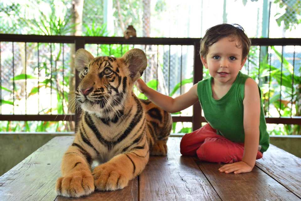 Tiger Kingdom Phuket Animal Encounter with Transfer Service | Thailand