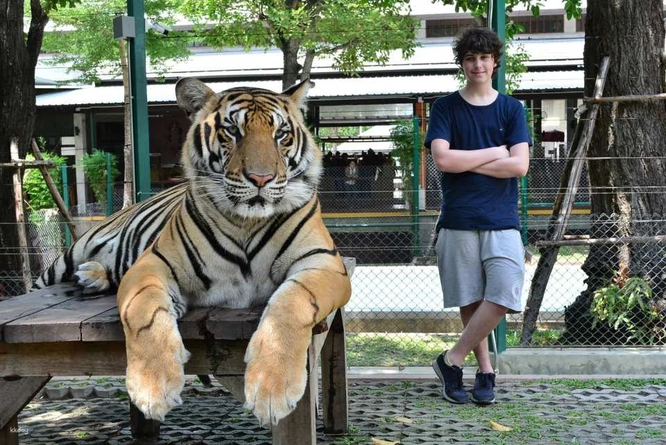 Tiger Kingdom Phuket Animal Encounter with Transfer Service | Thailand