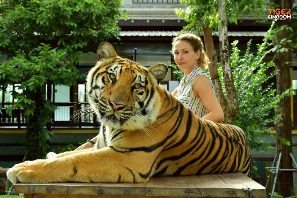 Tiger Kingdom Phuket Animal Encounter with Transfer Service | Thailand