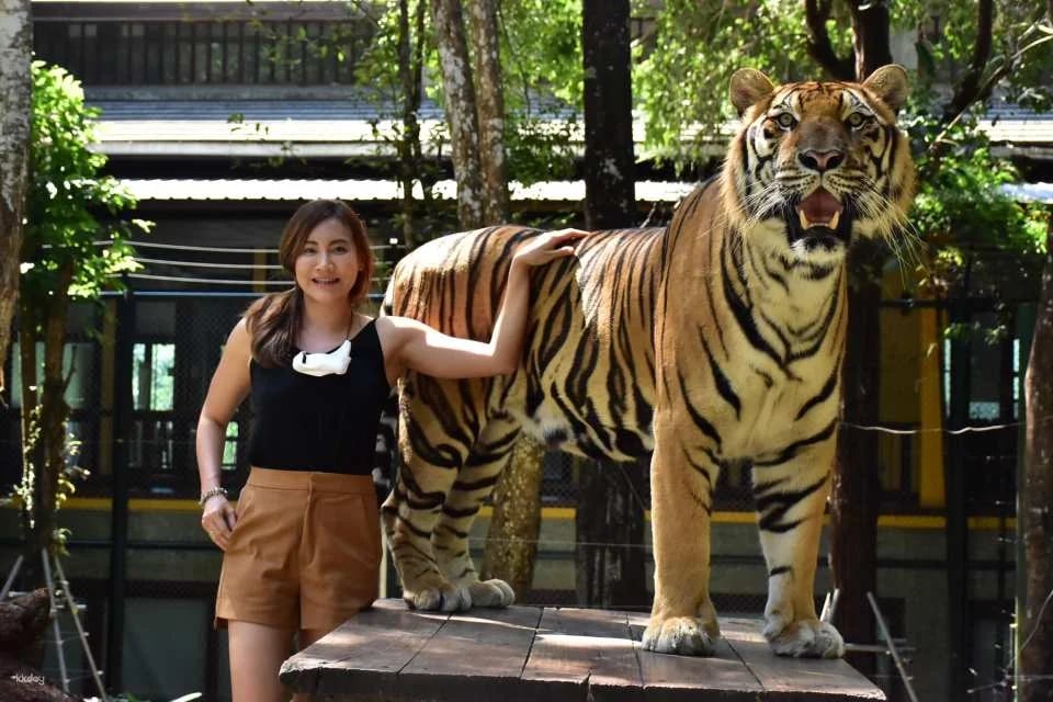 Tiger Kingdom Phuket Animal Encounter with Transfer Service | Thailand