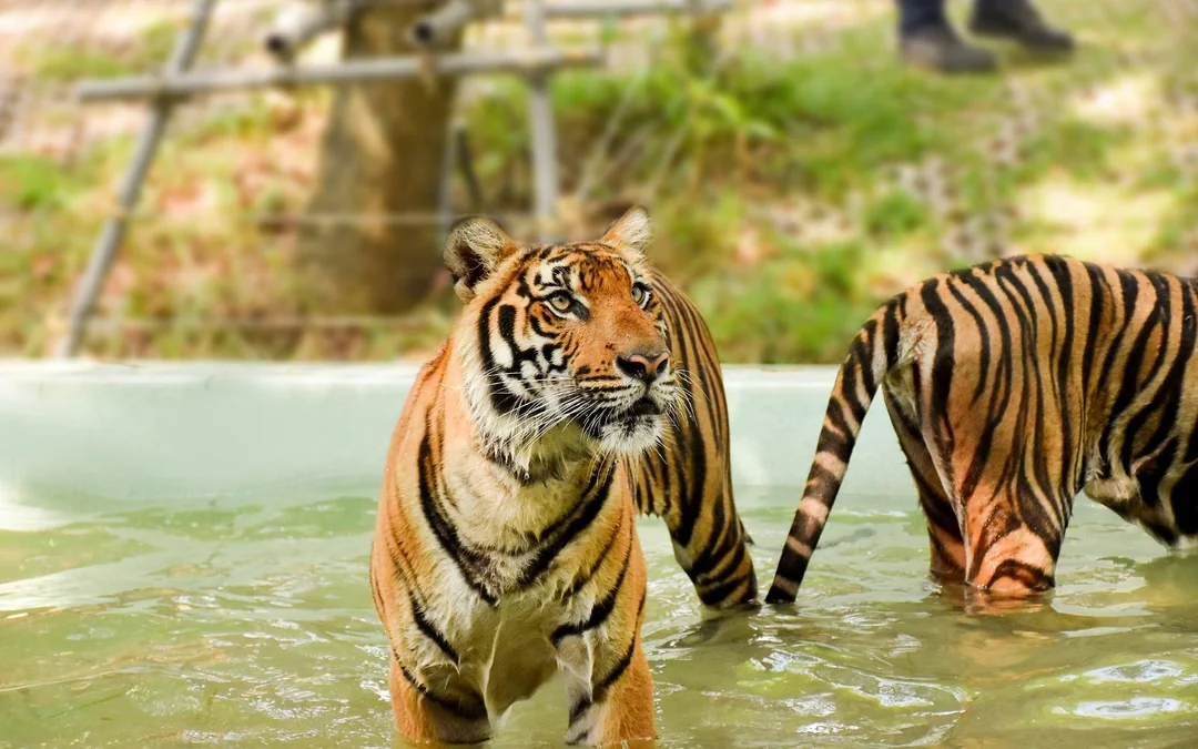 Tiger Kingdom Tickets with Private Transfers & Tiger Interaction Image 2