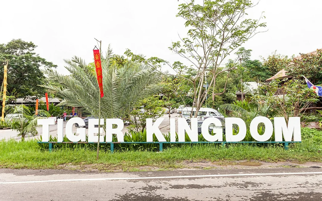 Tiger Kingdom Tickets with Private Transfers & Tiger Interaction  Image 4