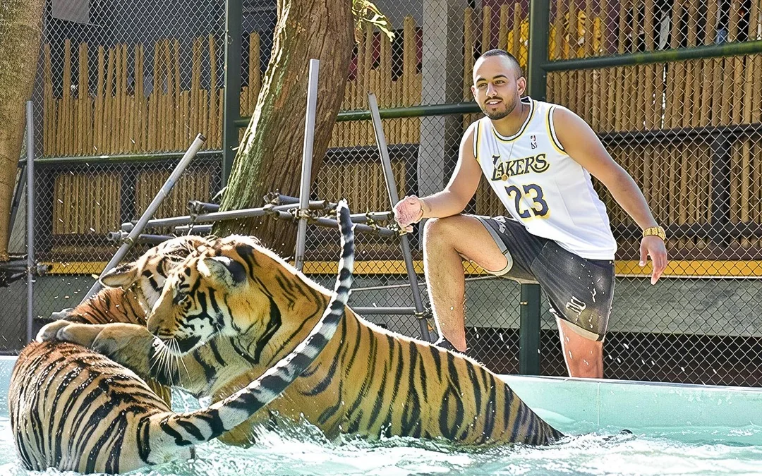 Tiger Kingdom Tickets with Tiger Play Packages Image 5