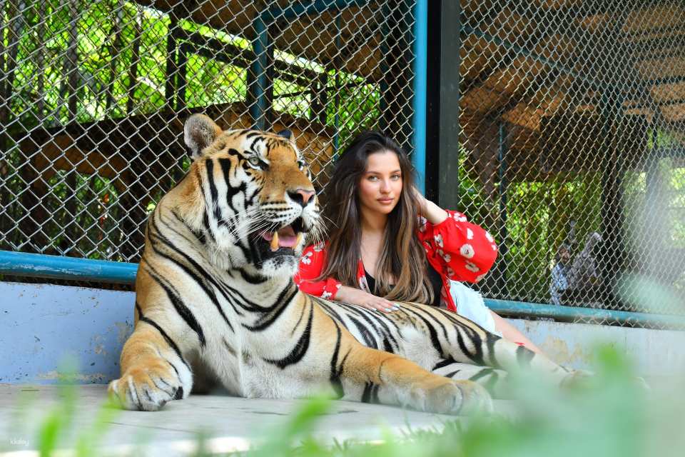 Tiger Park Big Buddha Phuket | Thailand