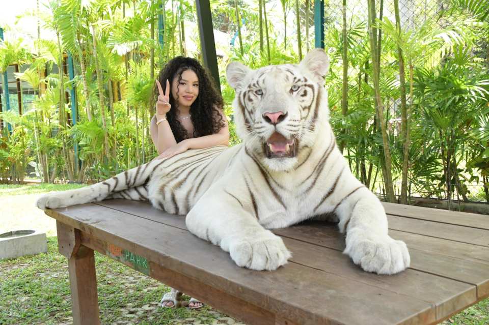 Tiger Park Kathu Phuket | Thailand