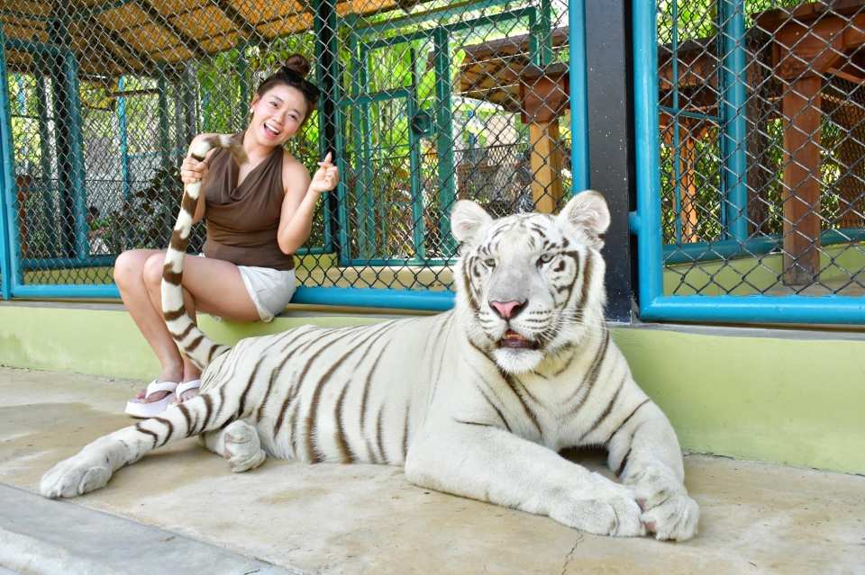 Tiger Park Kathu Phuket | Thailand