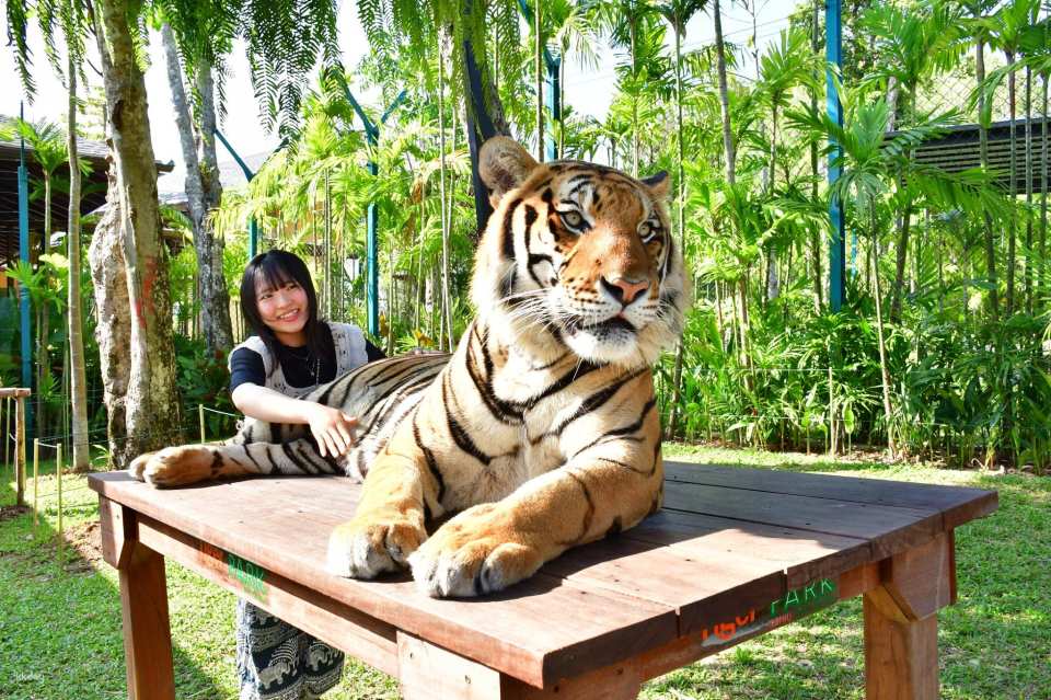 Tiger Park Kathu Phuket | Thailand