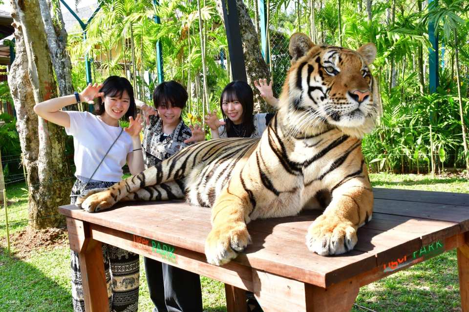 Tiger Park Kathu Phuket | Thailand