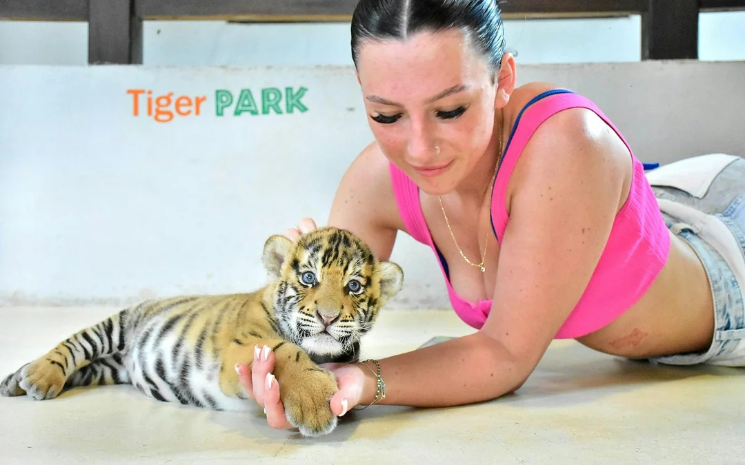 Tiger Park Tickets: Non-Thai Residents Image 3