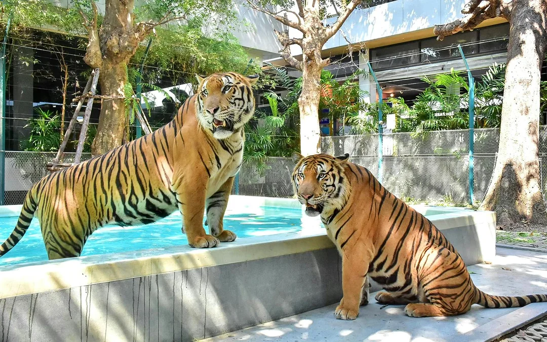 Tiger Park Tickets: Non-Thai Residents Image 8