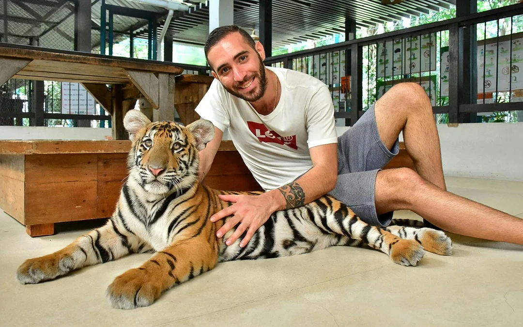 Tiger Park Tickets with Tiger Interactions: Non-Thai Residents Image 1