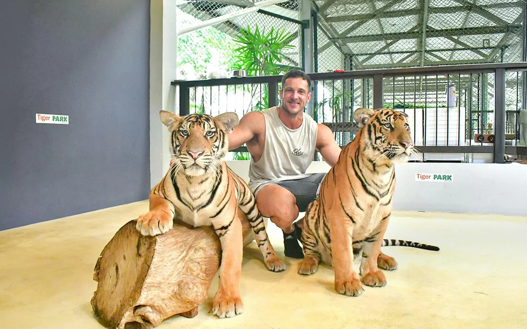 Tiger Park Tickets with Tiger Interactions: Non-Thai Residents Image 3