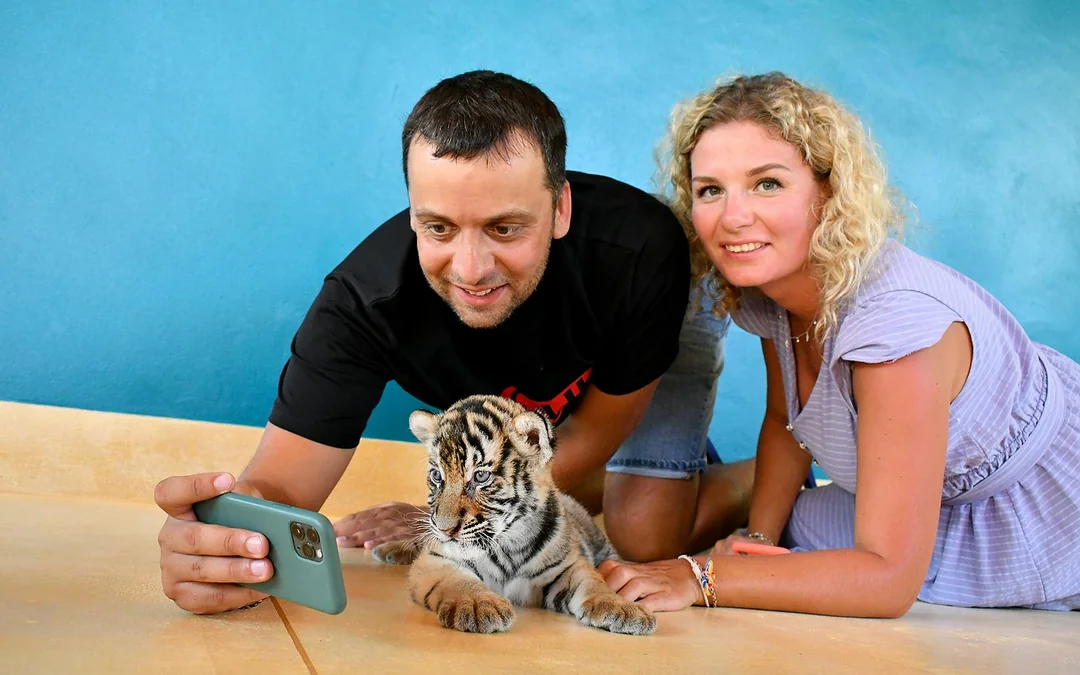 Tiger Park Tickets with Tiger Interactions: Non-Thai Residents Image 4