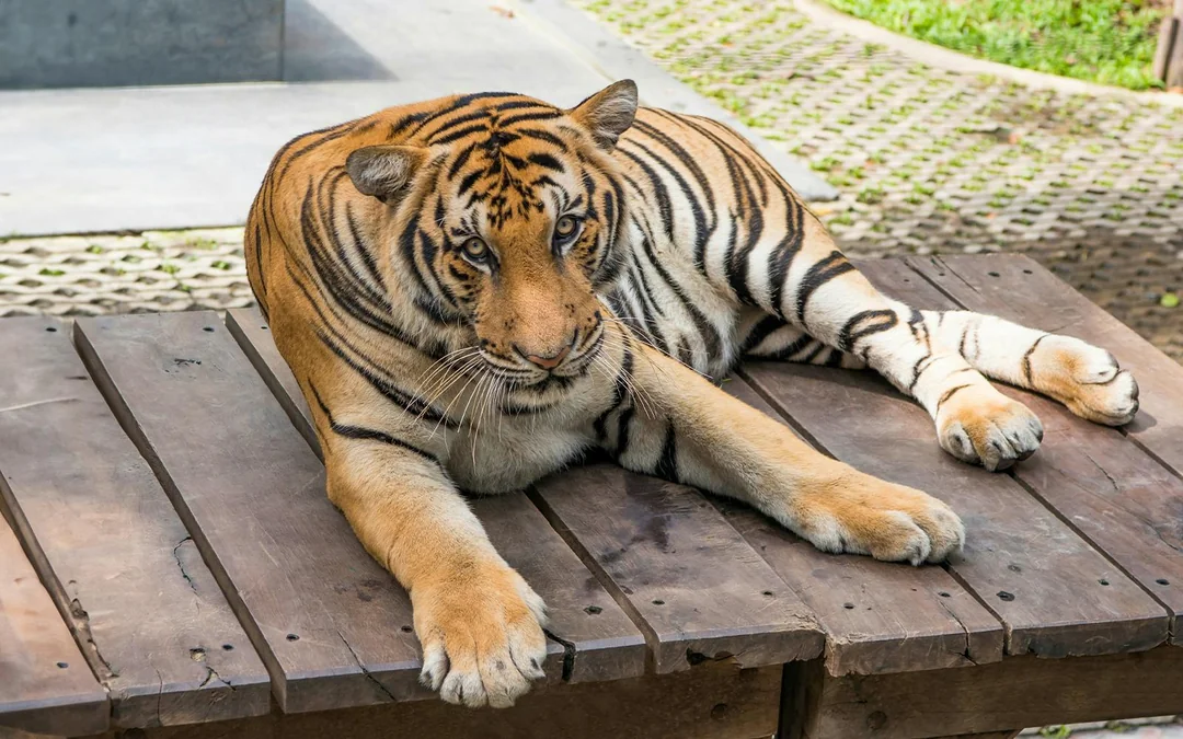 Tiger Park Tickets with Tiger Interactions: Non-Thai Residents Image 8