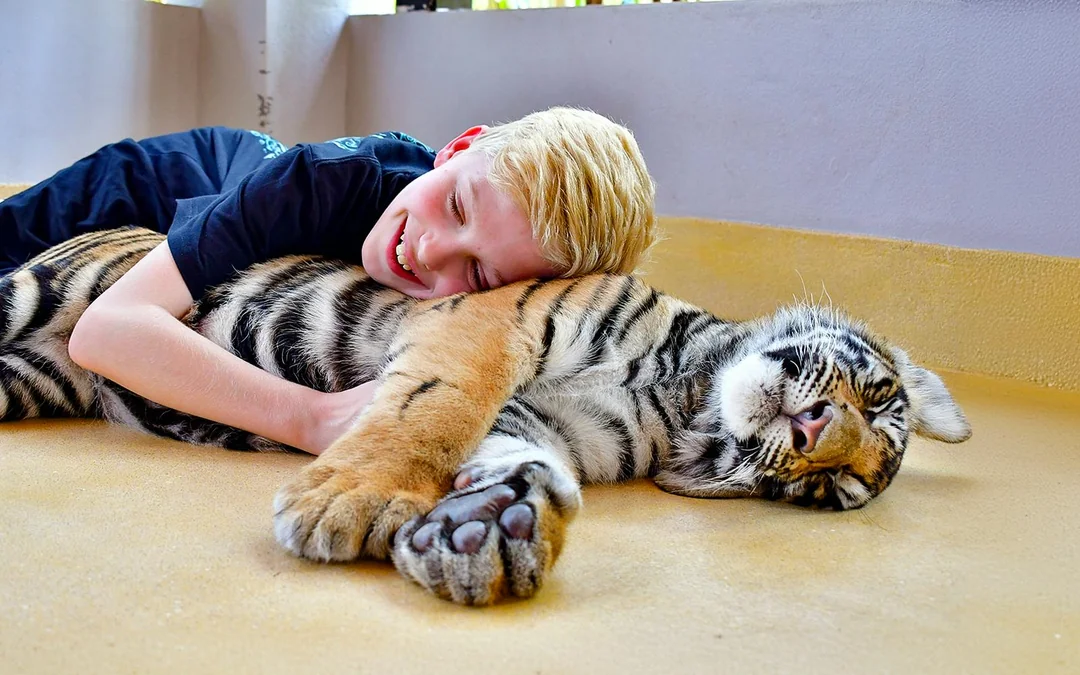 Tiger Park Tickets with Tiger Interactions Image 4