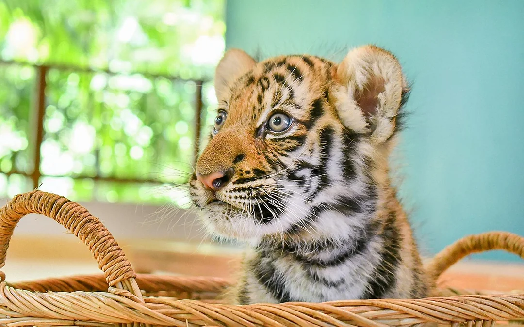 Tiger Park Tickets with Tiger Interactions Image 5