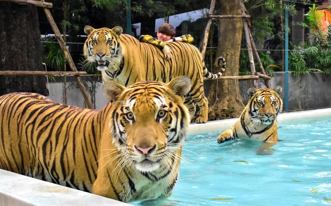 Tiger Park Tickets with Tiger Interactions Image 7