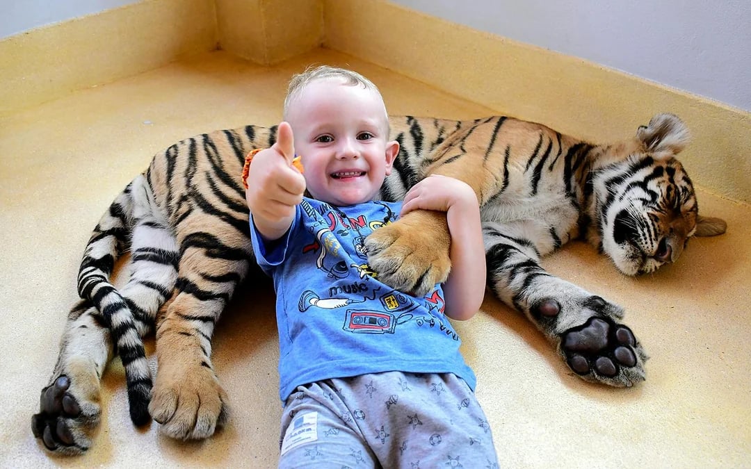 Tiger Park Tickets with Tiger Play Packages: Non-Thai Residents Image 3