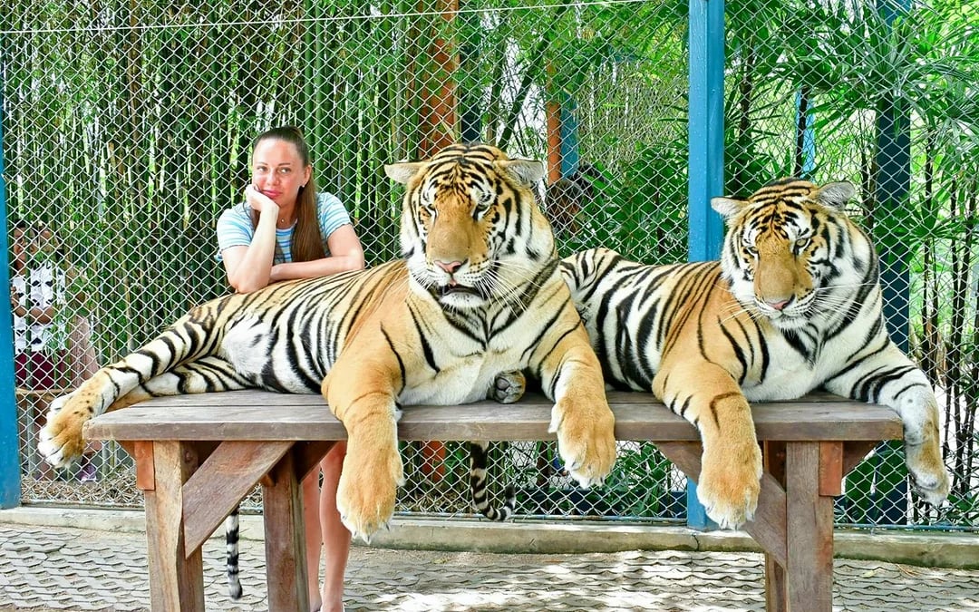 Tiger Park Tickets with Tiger Play Packages: Non-Thai Residents Image 6