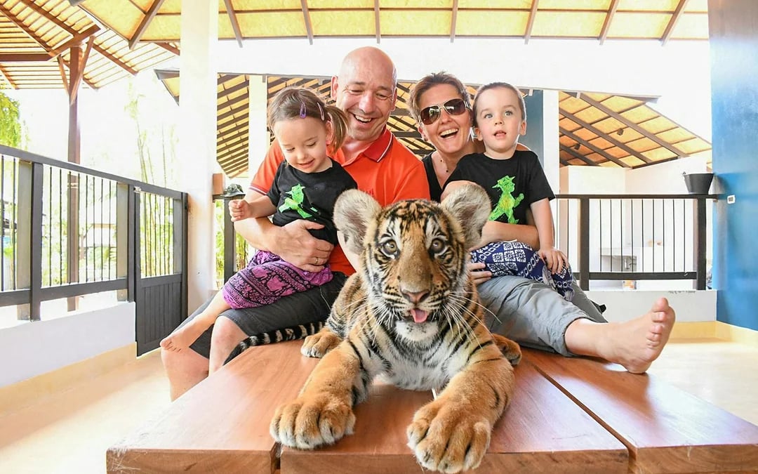 Tiger Park Tickets with Tiger Play Packages: Non-Thai Residents Image 7