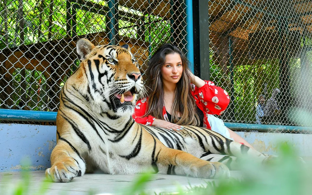 Tiger Park Tickets with Tiger Play Packages Image 1