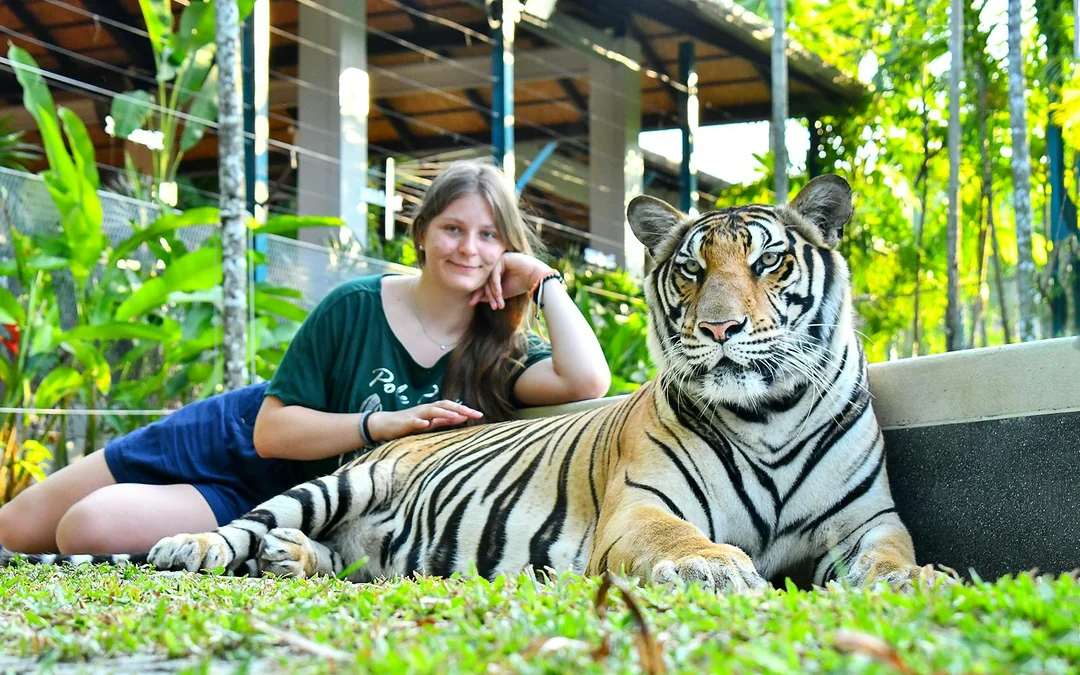 Tiger Park Tickets with Tiger Play Packages Image 2