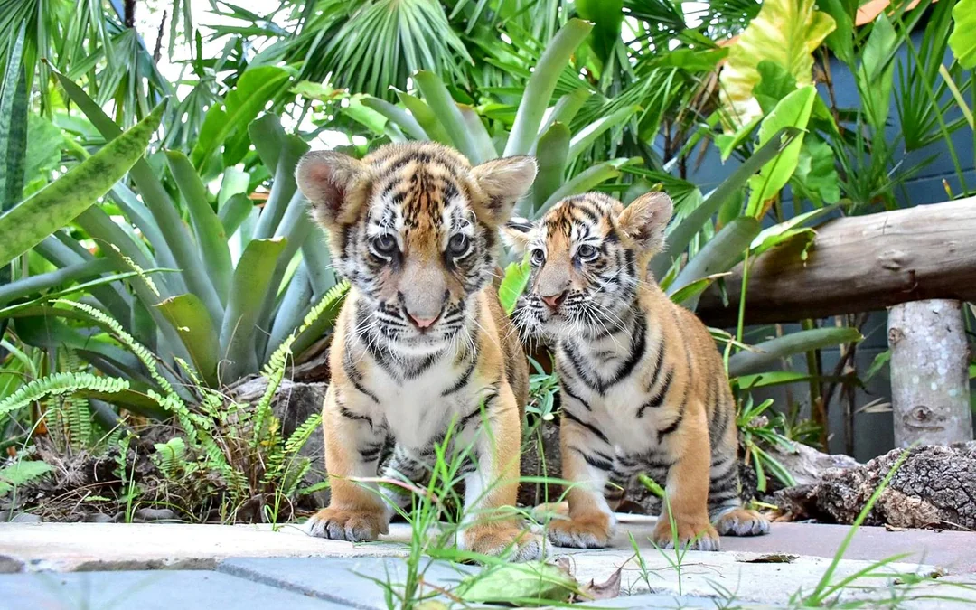 Tiger Park Tickets with Tiger Play Packages Image 4