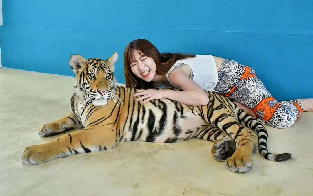 Tiger Park Tickets with Tiger Play Packages Image 6
