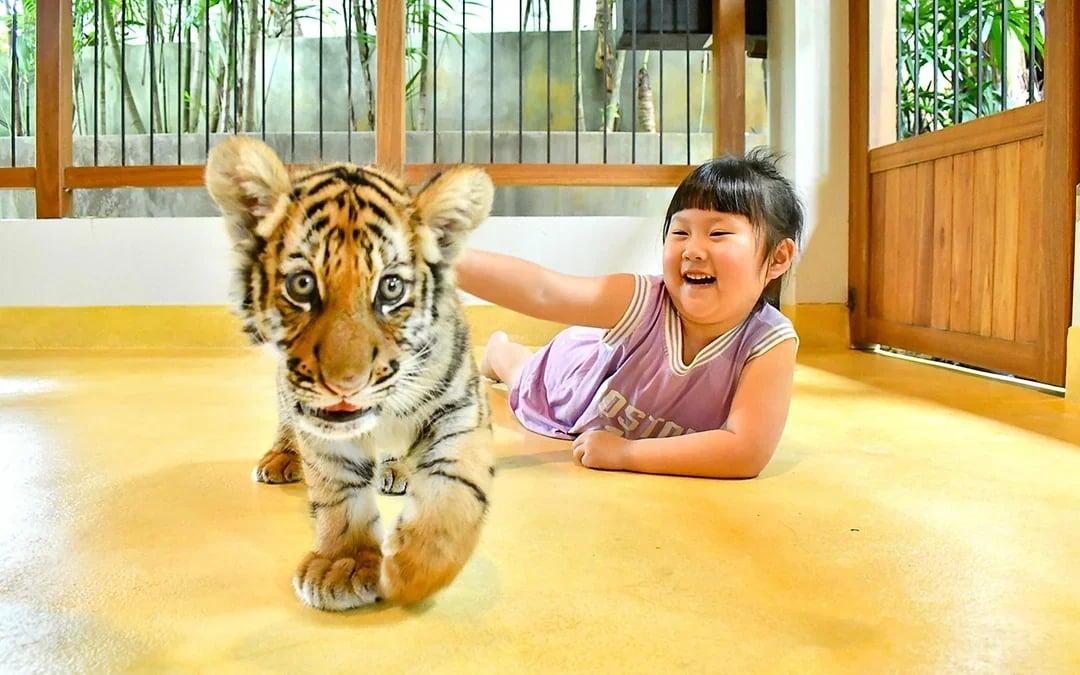 Tiger Park Tickets with Tiger Play Packages Image 7