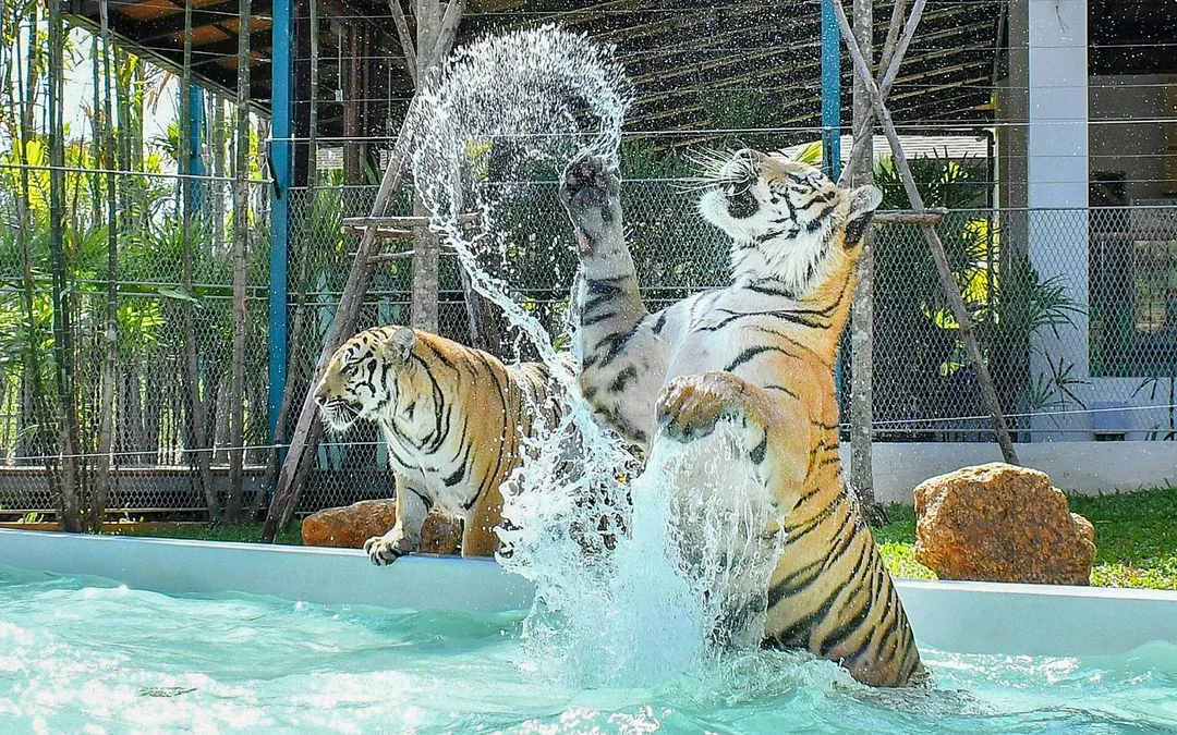 Tiger Park Tickets with Tiger Play Packages Image 8