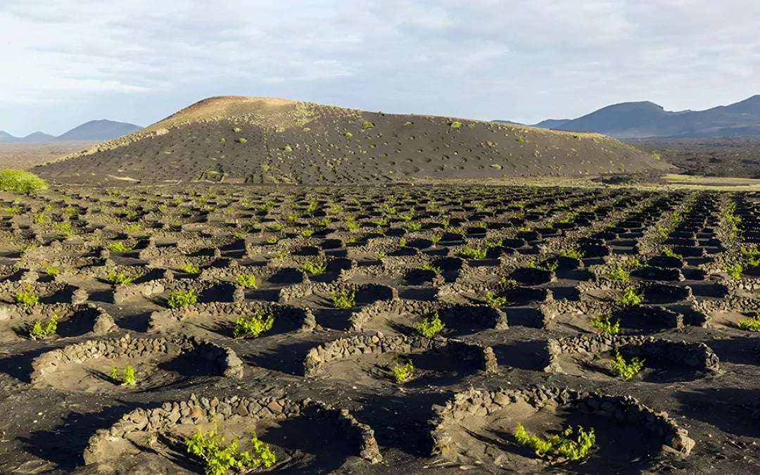 Timanfaya National Park with Transfers Image 4