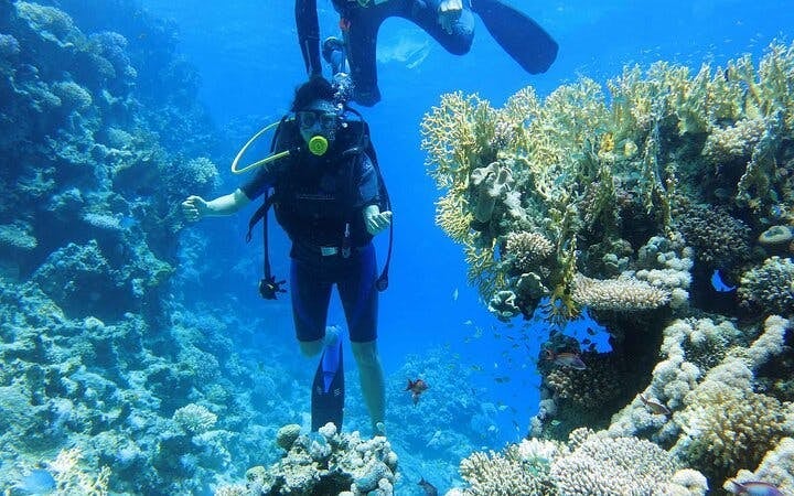 Tiran Island Full Day Snorkeling Sea Trip & intro dive 15 min - Sharm El Sheikh Image 2