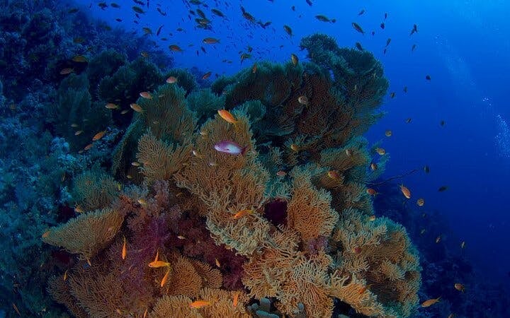Tiran Island Full Day Snorkeling Sea Trip & intro dive 15 min - Sharm El Sheikh Image 4