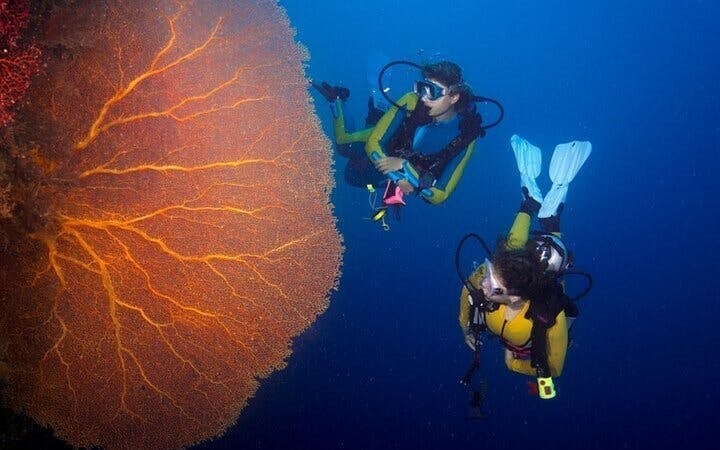 Tiran Island Snorkeling, 2 Dives Boat Sea Trip – Sharm El Sheikh Image 9