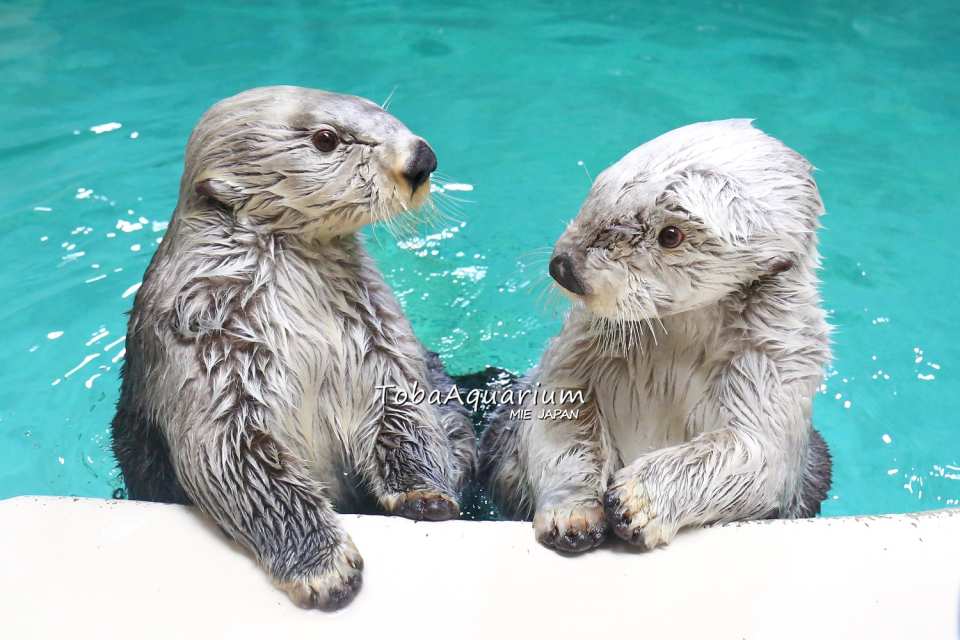 Toba Aquarium Admission Ticket|Japan