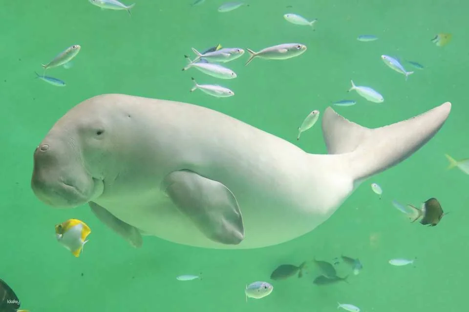 Toba Aquarium Admission Ticket|Japan