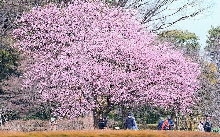 Tokyo Castle and Imperial Palace Guided Walking Tour Image 1
