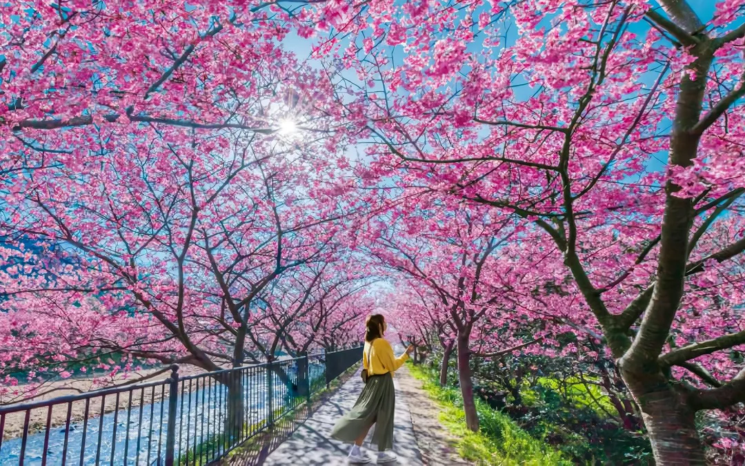 Tokyo Cherry Blossom Day Tour: Kawazu Cherry Blossom Festival and Jogasaki Coast Image 1