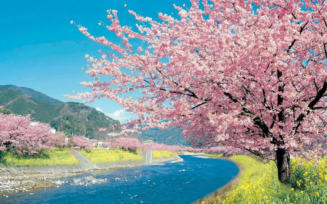 Tokyo Cherry Blossom Day Tour: Kawazu Cherry Blossom Festival and Jogasaki Coast Image 5