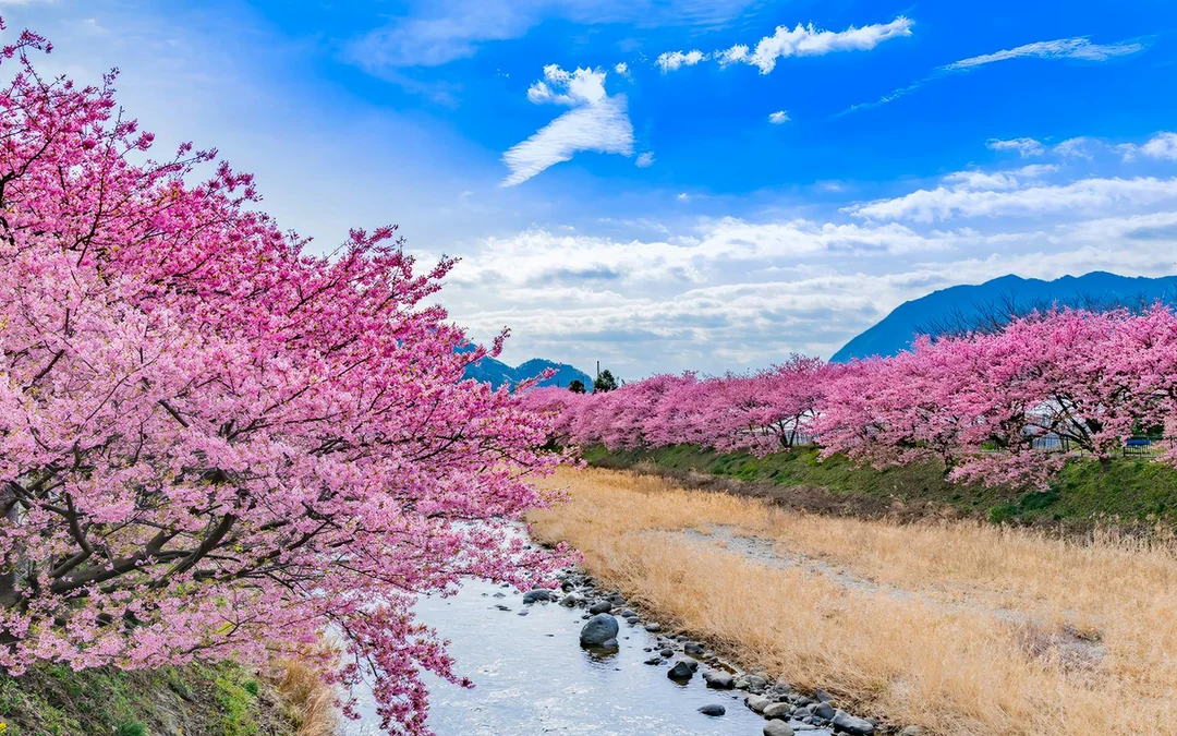 Tokyo Cherry Blossom Day Tour: Kawazu Cherry Blossom Festival and Jogasaki Coast Image 8