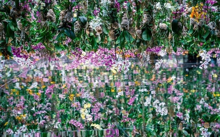 Tokyo Guided Tour: teamLab Borderless Digital Art Museum and Imperial Palace East Gardens Image 4