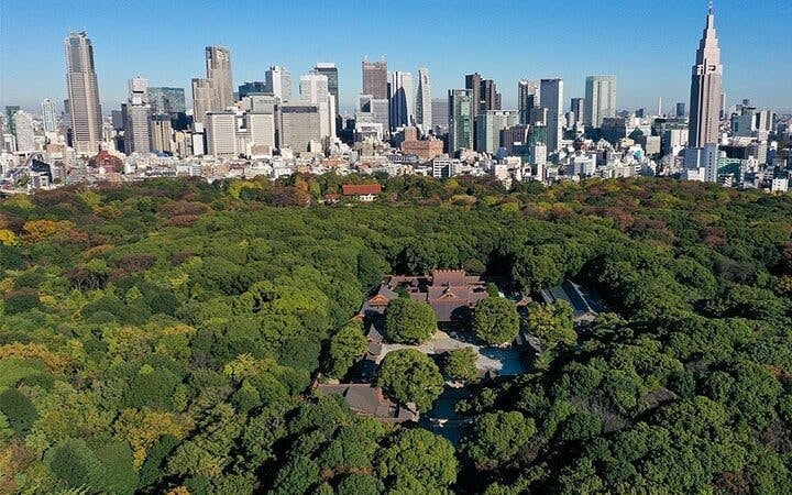 Tokyo: Meiji Shrine Walking Tour — Shinto & Imperial System Image 2