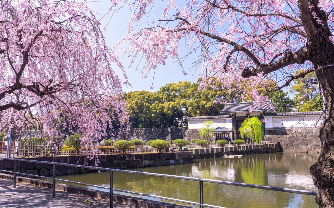 Tokyo Private Guided Walking Tour: Imperial Palace East Gardens and Edo Castle Ruins Image 2