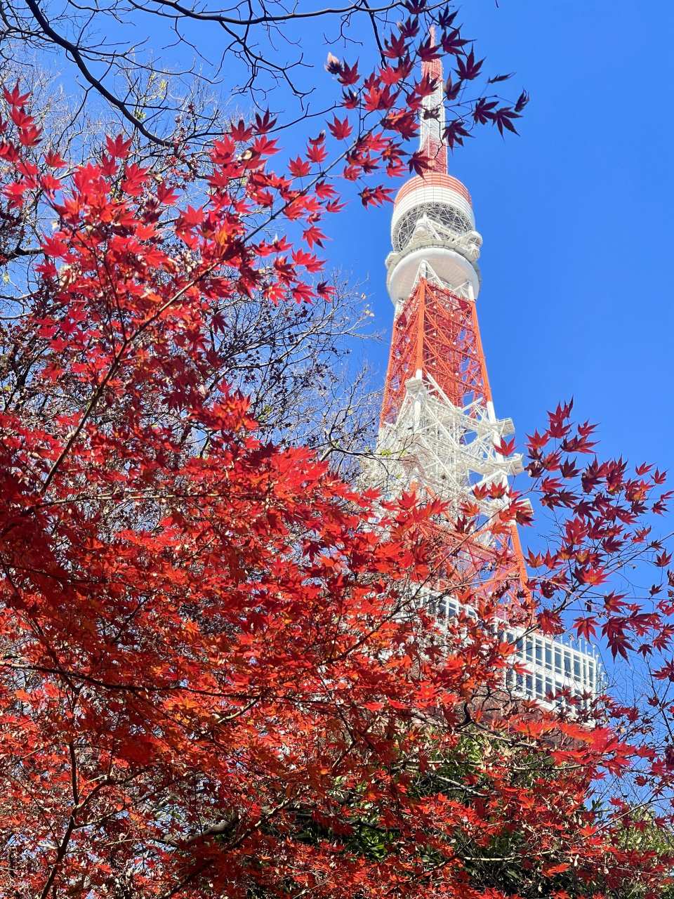 Tokyo Tower Main Observatory Ticket
