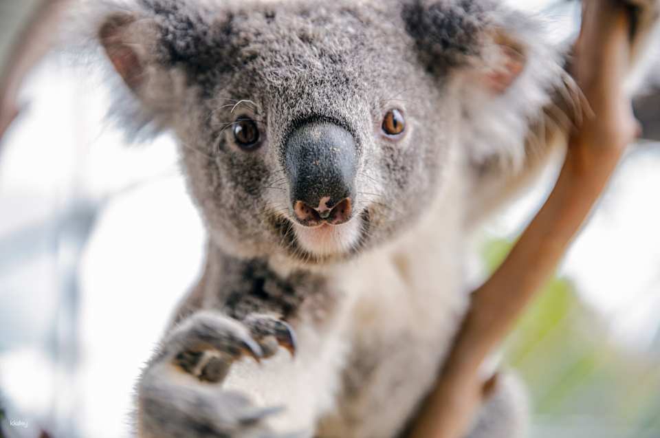 WILD LIFE Sydney Zoo Ticket | Australia