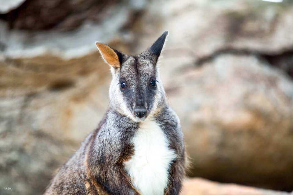 WILD LIFE Sydney Zoo Ticket | Australia