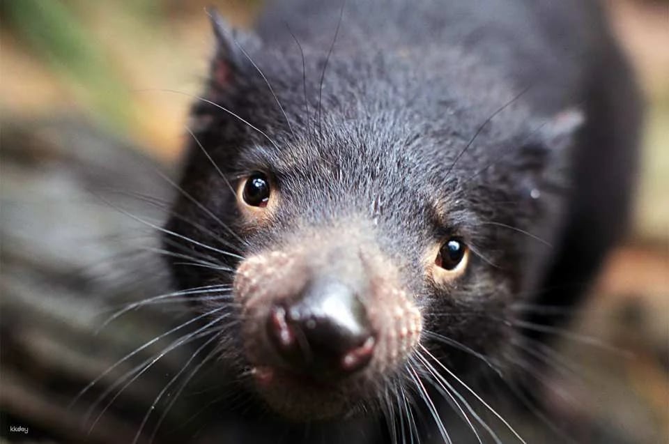 WILD LIFE Sydney Zoo Ticket | Australia