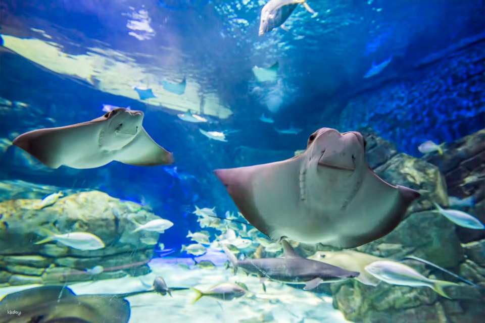 Toronto, Canada | Ripley's Aquarium Tickets