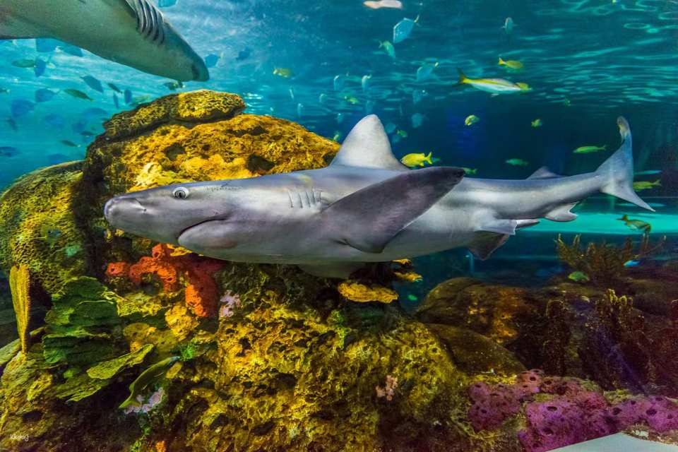 Toronto, Canada | Ripley's Aquarium Tickets